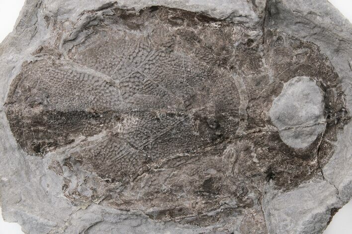 Devonian, Armored Fish (Bothriolepis) - Canada #197985